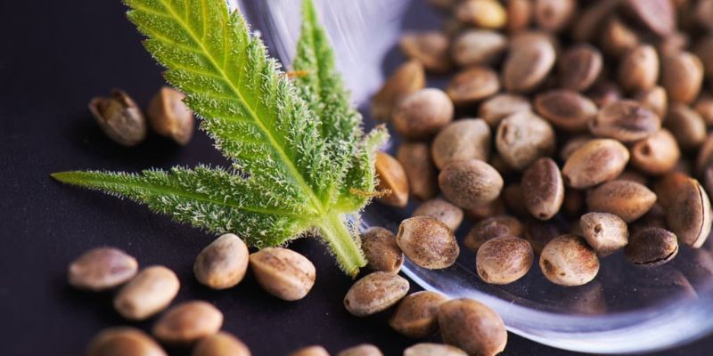 legalność-nasion-marihuany-w-polsce