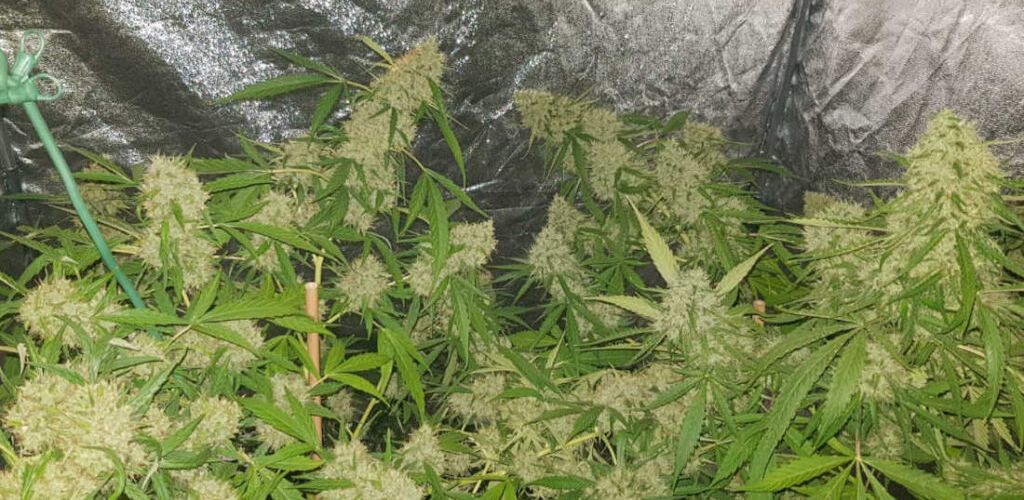 Odmiana marihuany Amnesia