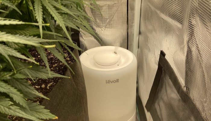 nawilżacz powietrza do uprawy marihuany i wilgotność