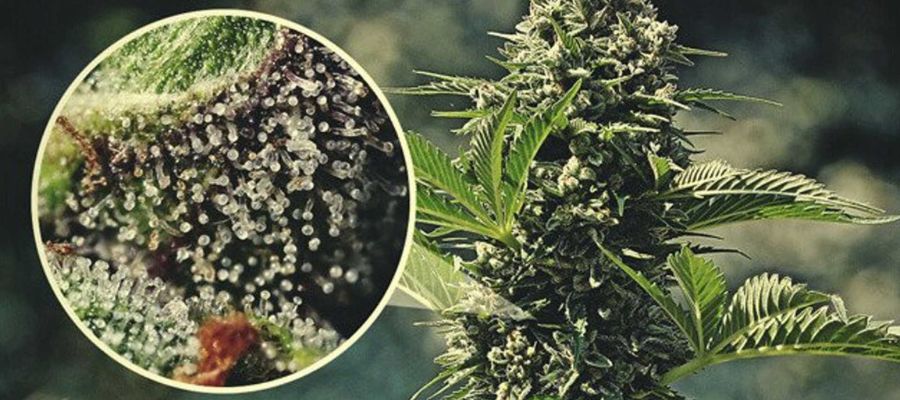 kiedy zbiory marihuany