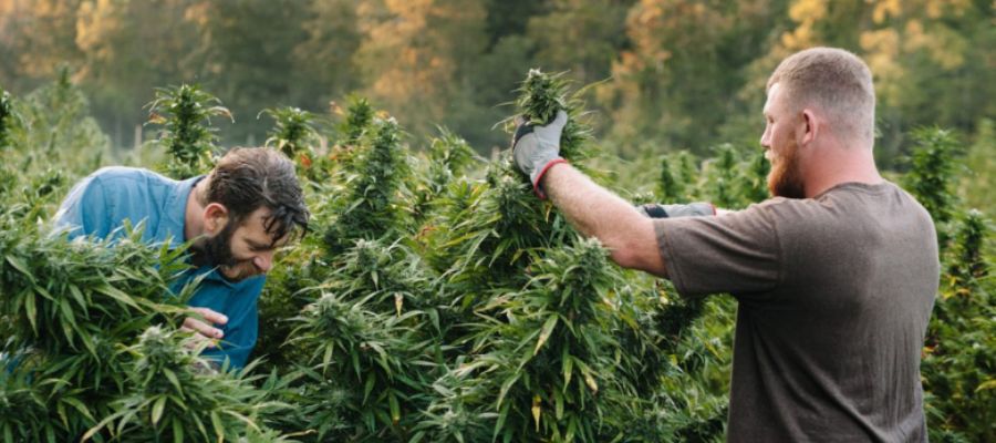 kiedy zbierać konopie