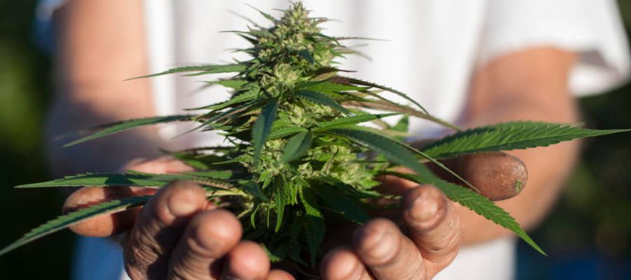 kiedy ścinać marihuanę