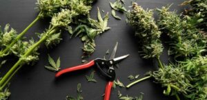 kiedy zbierać marihuane