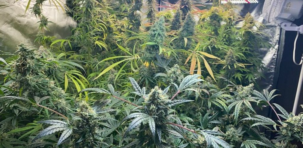 odmiana konopi amnesia