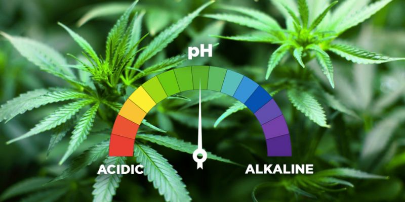 ph w uprawie marihuany