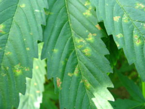 plamy na liściach konopi