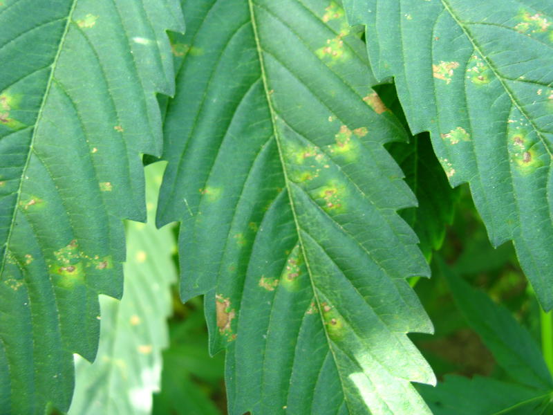 plamy na liściach konopi