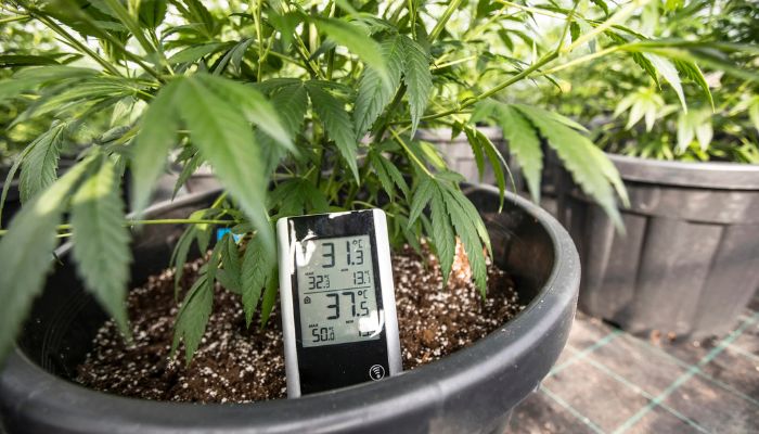 wilgotność w growboxie w uprawie marihuany