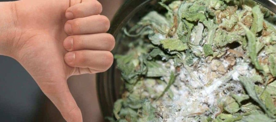 pleśń na kwiatach konopi