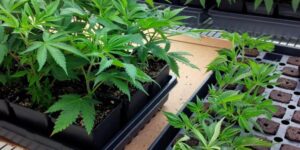 Czy można sklonować automatyczne odmiany marihuany