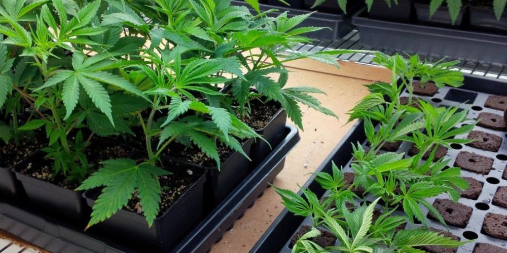 Czy można sklonować automatyczne odmiany marihuany