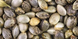 ile rodzajów nasion marihuany istnieje