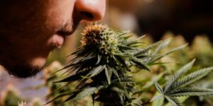 jak rozpoznać zapach marihuany