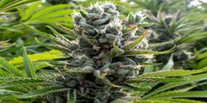 Jak zwiększyć plony marihuany