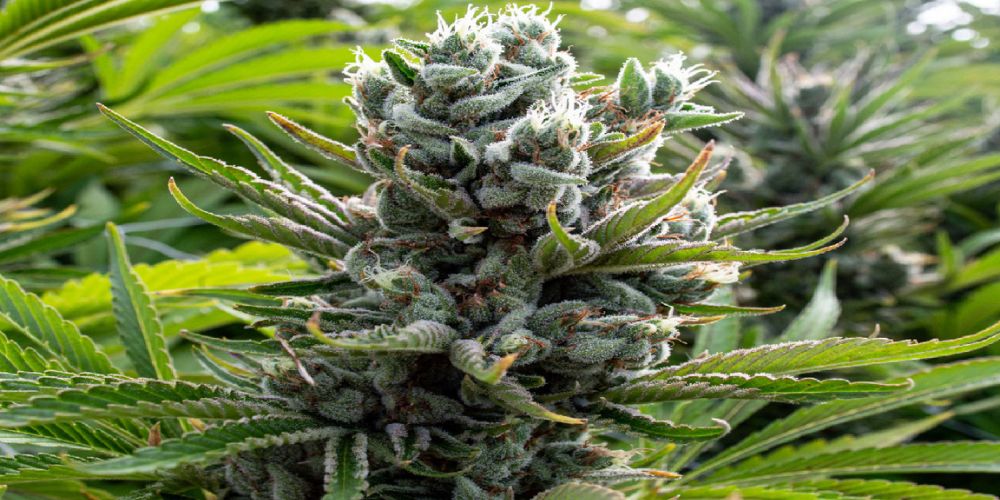 Jak zwiększyć plony marihuany
