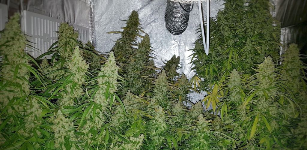 Najczęstsze błędy i problemy w uprawie marihuany