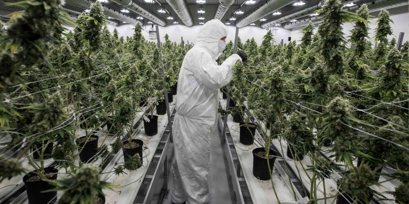 Plantacje marihuany medycznej