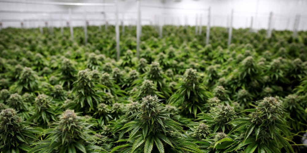 Profesjonalne plantacje marihuany medycznej i rekreacyjnej