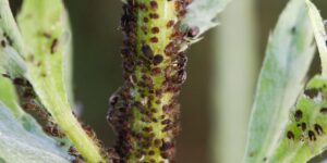 robaki w uprawie marihuany