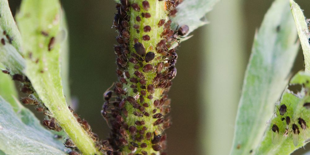 robaki w uprawie marihuany