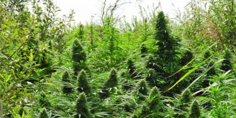 Uprawa marihuany outdoor 