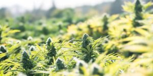 Uprawa marihuany outdoor