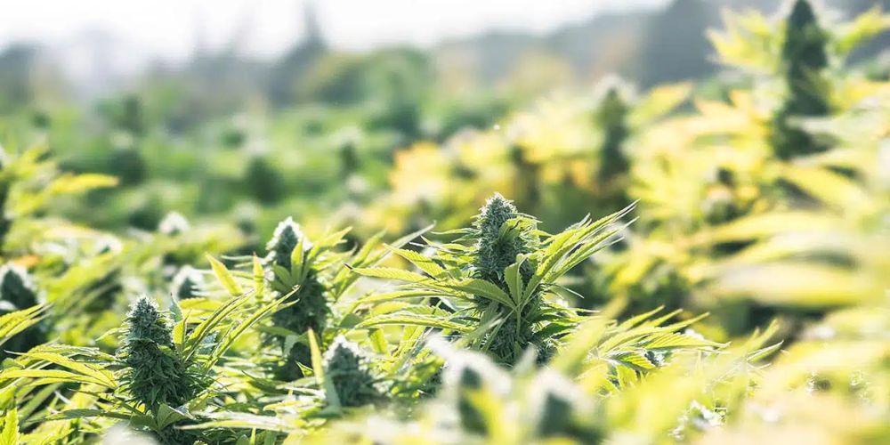 Uprawa marihuany outdoor