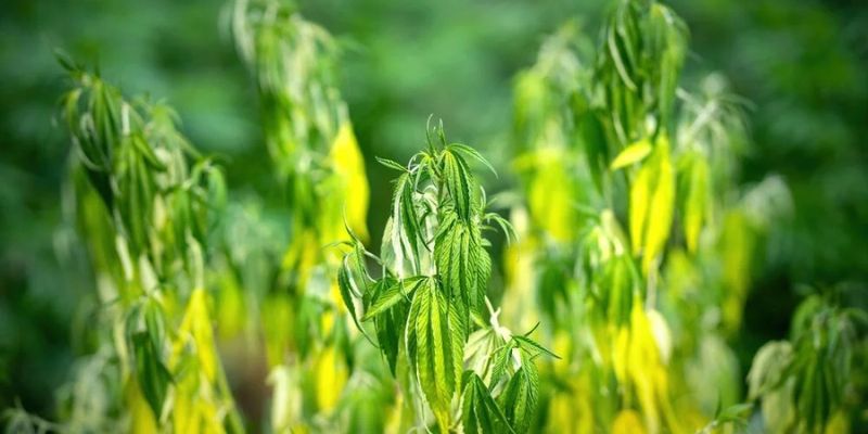 Więdnące usychające oklapnięte i opadające liście konopi