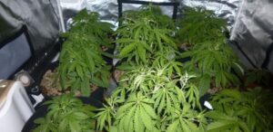 Więdnące, usychające, oklapnięte i opadające liście marihuany