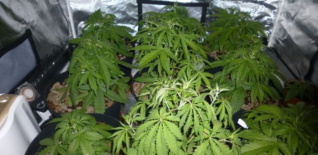 Więdnące, usychające, oklapnięte i opadające liście marihuany