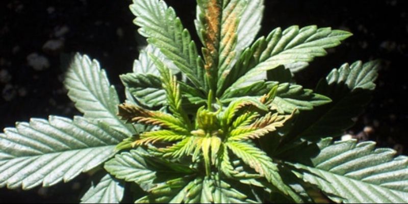 niedobór boru w uprawie roślin konopi