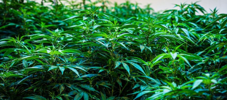 dla czego marihuana nie zakwita