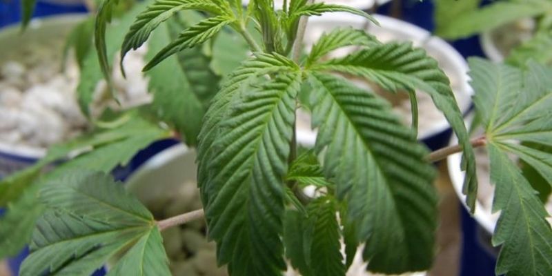 Więdnące, usychające, oklapnięte i opadające liście marihuany