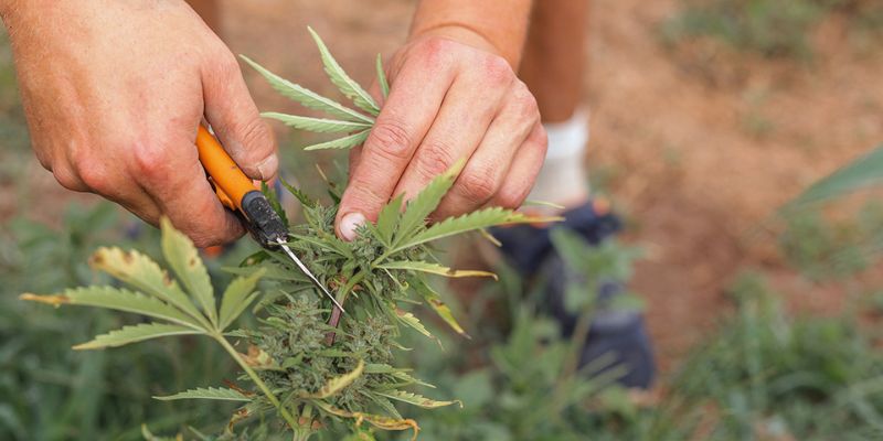 jak łatwo zwiększyć plony konopi