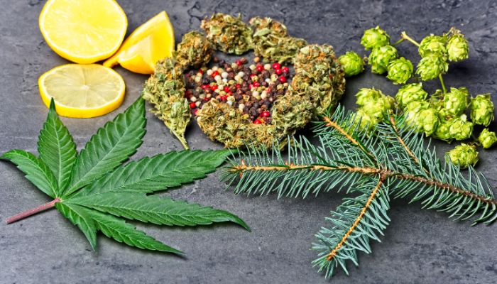 jak ukryć zapach marihuany