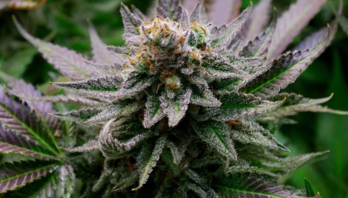 jak ukryć zapach suszonych konopi