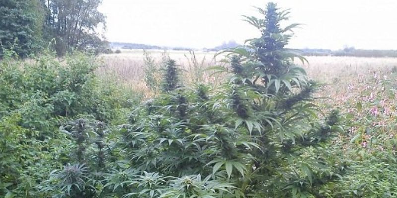 jak uprawiać marihuanę na dworze