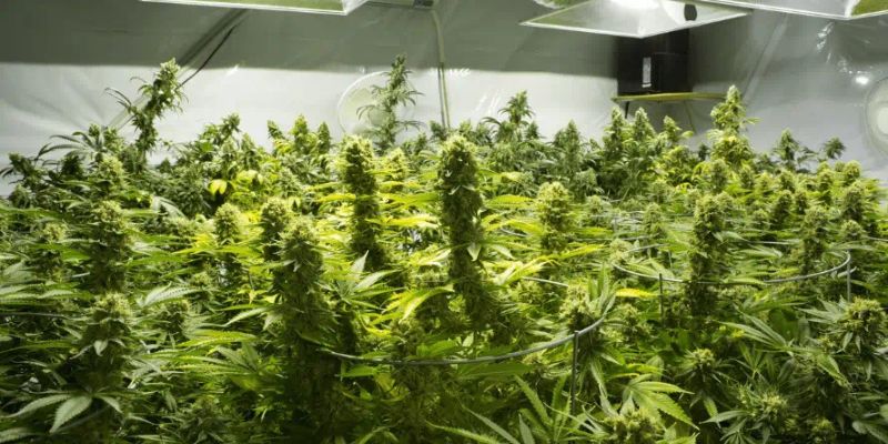 jak uprawiać marihuanę