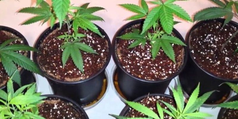 uprawa marihuany w kokosie
