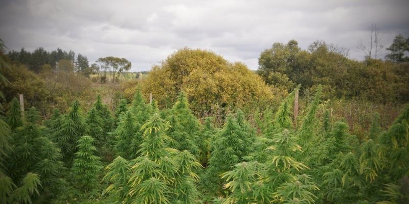 jak uprawiać zioło na zewnątrz