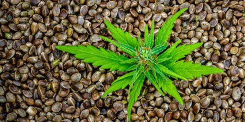 jakie nasiona konopi wybrać
