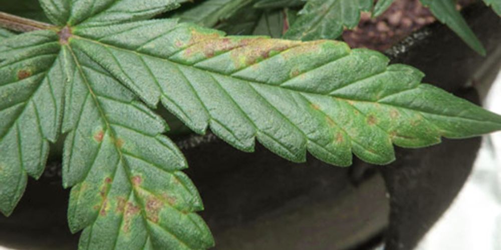 jak wygląda niedobór i nadmiar wapnia w uprawie marihuany