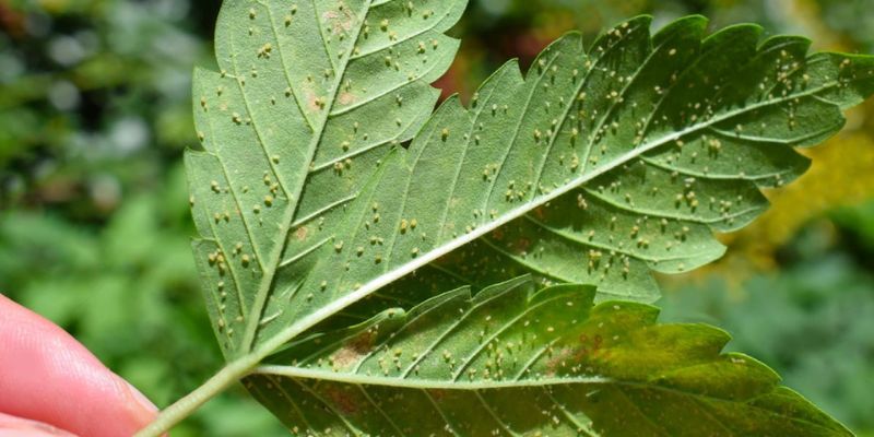 jak zwiększyć ilość pąków marihuany