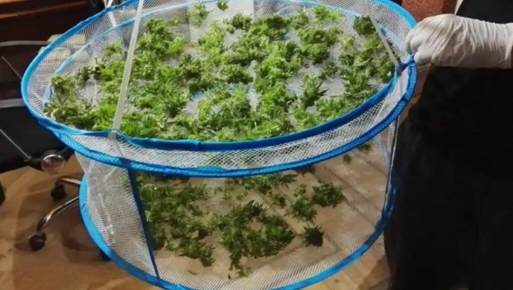 suszarka do marihuany