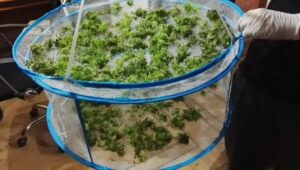 suszarka do marihuany