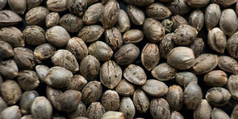 wybór nasion marihuany