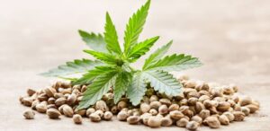 jakie wybrać nasiona marihuany