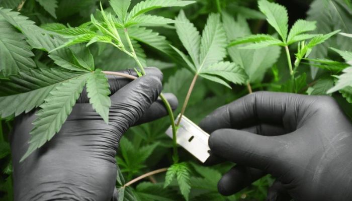 klonowanie automatycznych roślin konopi
