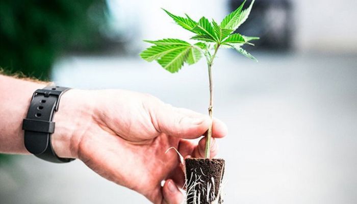 klonowanie automatów marihuany