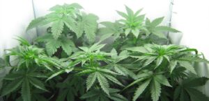 marihuana nie chce zakwitnąć